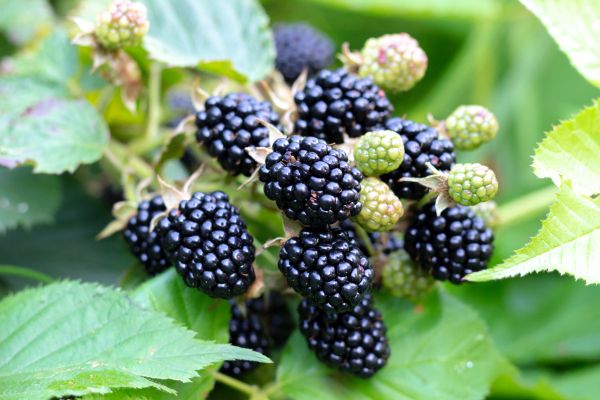 Blackberry Bush Removal in Portland