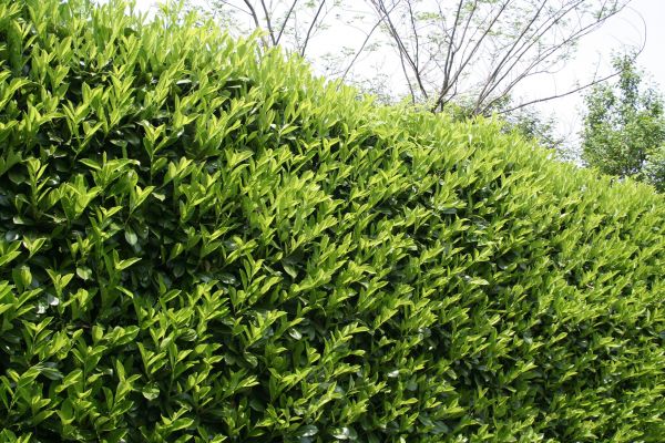 Laurel Removal in Portland