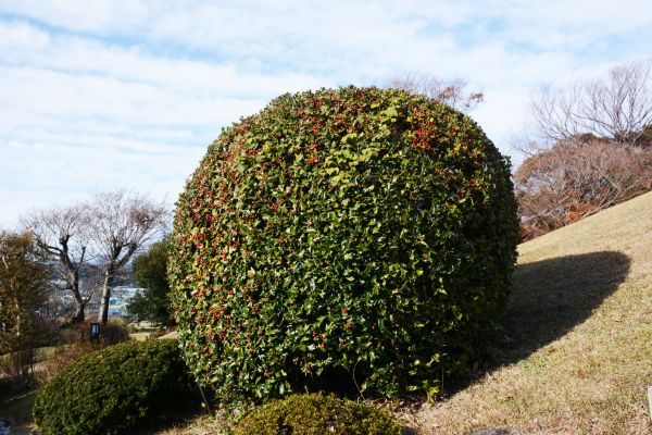 Holly Trimming in Portland