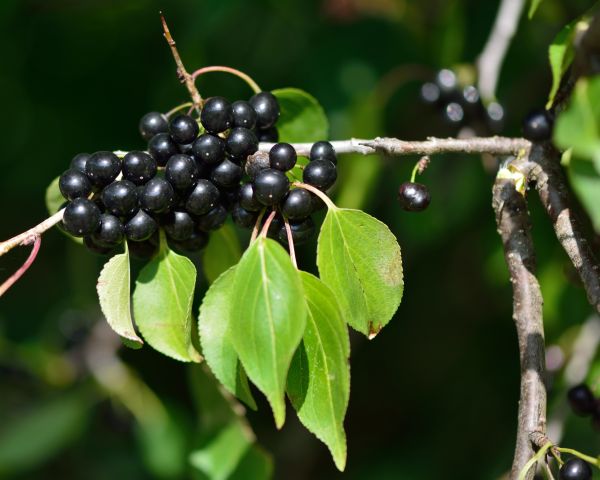Buckthorn Removal in Portland