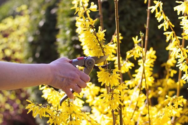 Forsythia Pruning in Portland