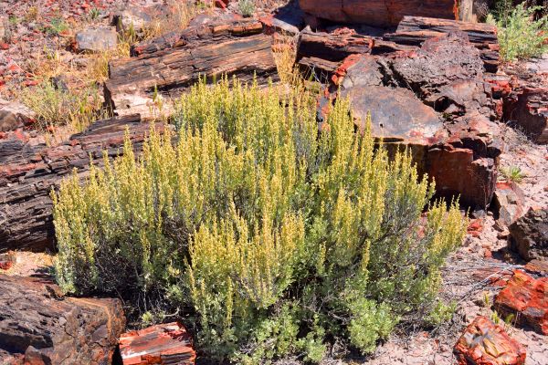 Sagebrush Removal in Portland
