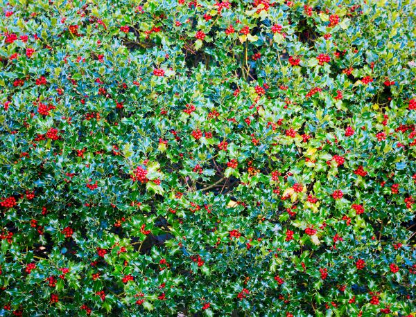 Holly Bush Removal in Portland