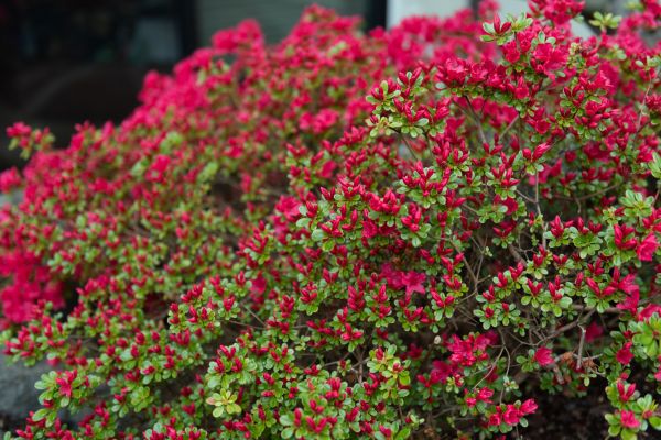Weigela Removal Service in Portland