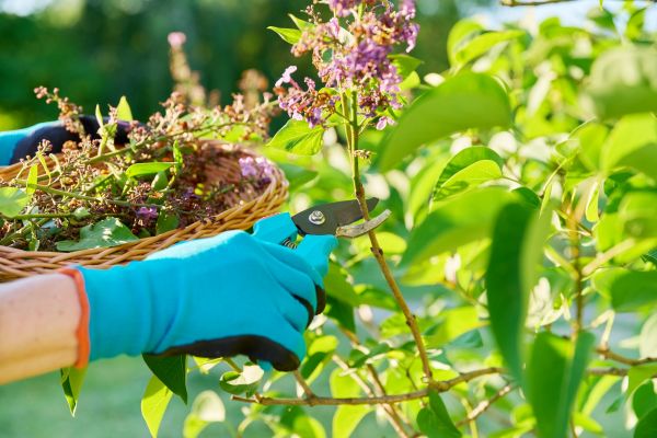 Lilac Trimming Service in Portland