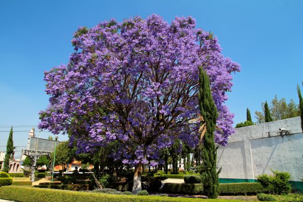 Jacaranda Pruning in Portland