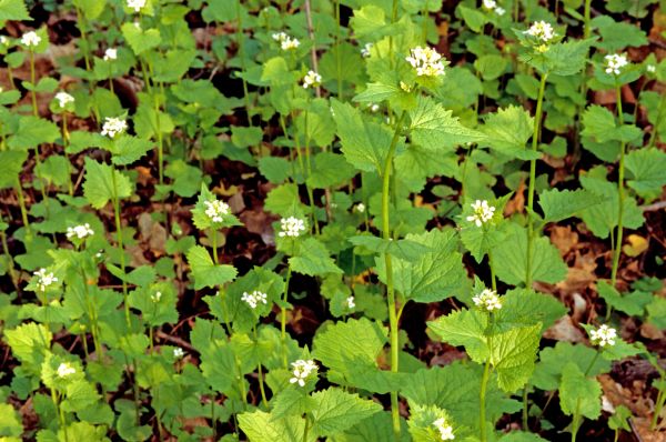 Garlic Mustard Removal in Portland