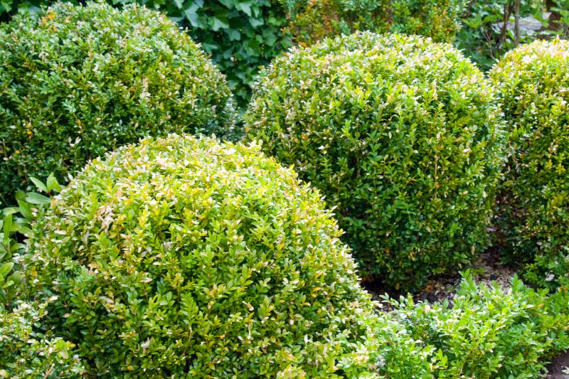 Overgrown Shrubs Being Tamed