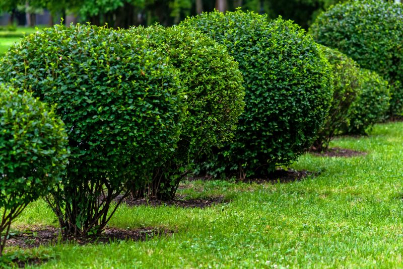 Shrubs with Clean Cuts