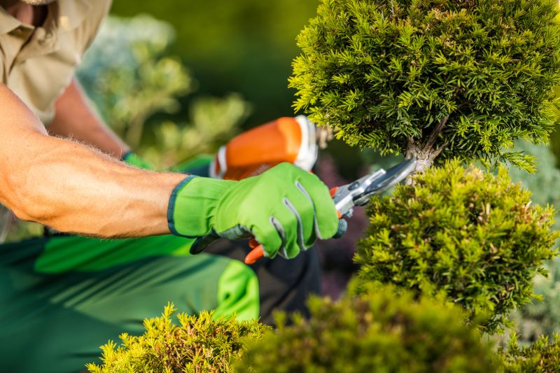 Professional Shrub Trimming Experts